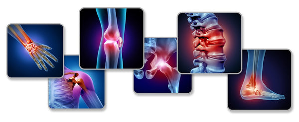 Ossa, articolazioni e muscoli