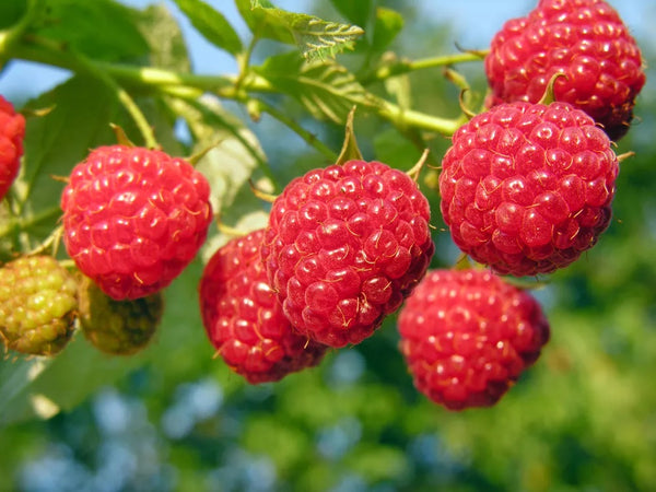 Raspberry Ketone