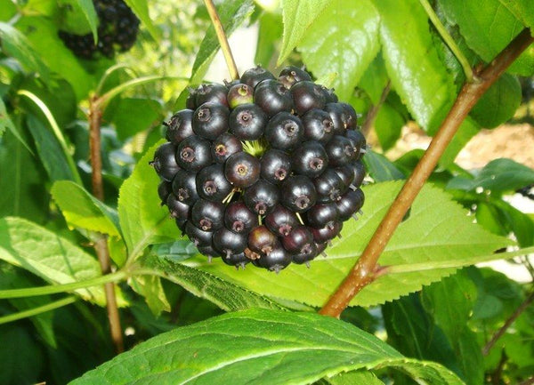 Ginseng siberiano